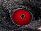 The Eye of a Macaroni Penguin Photographie par Paul Nicklen
