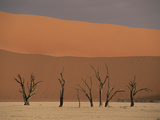 Camelthorn Acacia (Acacia Erioloba) Trees, Sossus Vlei, Namib-Naukluft Nat'l Park, Namibia Fotografie-Druck von Michael and Patricia Fogden/Minden Pictures