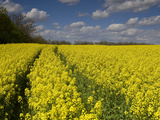 Vehicle Tracks in a Field of Rapeseed, Brassica Napus Photographic Print by Joe Petersburger