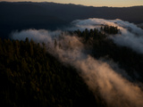 Aerials over Headwaters Forest Reserve Photographic Print by Michael Nichols