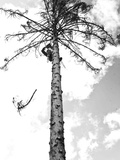 Cutting Down a Tree That Has Died in Jackson Hole, Wyoming Photographic Print by Drew Rush