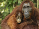 Orangutan (Pongo Pygmaeus) Female and Baby, Camp Leaky, Tanjung Puting Nat'l Park, Indonesia Lámina fotográfica por Thomas Marent/Minden Pictures Orangutan (Pongo Pygmaeus) Female and Baby, Camp Leaky, Tanjung Puting Nat'l Park, Indonesia Lámina fotográfica por Thomas Marent/Minden Pictures