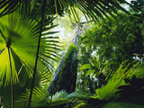 Giant Strangler Fig (Ficus Aurea), Woka Palms (Livistona Rotundifolia), Tangkoko Batuangus Reserve Fotografie-Druck von Michael and Patricia Fogden/Minden Pictures