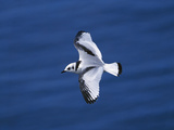Black-Legged Kittiwake (Larus Tridactyla) Juvenile in Flight, Newfoundland Photographic Print by Tom Vezo/Minden Pictures