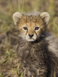 Cheetah (Acinonyx Jubatus) Eight Week Old Cub, Maasai Mara Reserve, Kenya Photographic Print by Suzi Eszterhas/Minden Pictures