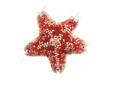 A Sea Starfish Collected from a Sample of Coral Reef Photographic Print by David Liittschwager