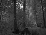 A Massive Redwood Tree in a Grove That Is in a Secret Location Lámina fotográfica por National Geographic Photographer A Massive Redwood Tree in a Grove That Is in a Secret Location Lámina fotográfica por National Geographic Photographer