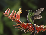 Green-Crowned Brilliant (HeliodoxaJacula), Bromeliad (PitcairniaBrittonianaBromeliaceae), CostaRica Fotografie-Druck von Michael and Patricia Fogden/Minden Pictures