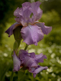 A Bearded Iris after a Spring Rain Shower Photographic Print by Kenneth Ginn