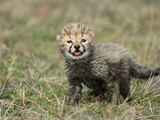 Cheetah (Acinonyx Jubatus) Sixteen Day Old Cub, Maasai Mara Reserve, Kenya Photographic Print by Suzi Eszterhas/Minden Pictures