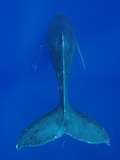 Humpback Whale (Megaptera Novaeangliae), Nat'l Marine Sanctuary (Photo Obtained under NMFS Permit) Photographic Print by Flip Nicklin/Minden Pictures