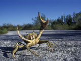 Blue Land Crab (Cardisoma Guanhumi) in Defensive Posture, Juventud Island, Cuba Photographic Print by Albert Lleal/Minden Pictures
