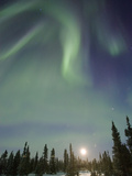 Northern Lights or Aurora Borealis over Boreal Forest with Rising Moon, North America Fotografisk trykk av Matthias Breiter/Minden Pictures Northern Lights or Aurora Borealis over Boreal Forest with Rising Moon, North America Fotografisk trykk av Matthias Breiter/Minden Pictures
