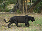 Captive Black Jaguar, Panthera Onca, Roaming in an Outdoor Enclosure Photographic Print by Joel Sartore