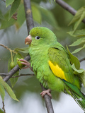 Yellow-Chevroned Parakeet (Brotogeris Chiriri), Pantanal, Brazil Photographie par Suzi Eszterhas/Minden Pictures