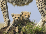 Cheetah (Acinonyx Jubatus) Eight Week Old Cubs under Mother, Maasai Mara Reserve, Kenya Photographic Print by Suzi Eszterhas/Minden Pictures