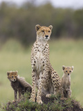 Cheetah (Acinonyx Jubatus) Mother and Eight to Nine Week Old Cubs, Maasai Mara Reserve, Kenya Photographic Print by Suzi Eszterhas/Minden Pictures