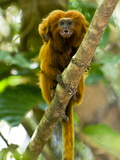Golden-Headed Lion Tamarin (Leontopithecus Rosalia) with Baby, Atlantic Forest, Brazil Fotografie-Druck von Luciano Candisani/Minden Pictures