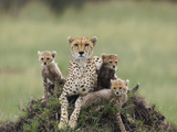 Cheetah (Acinonyx Jubatus) Mother and Eight to Nine Week Old Cubs, Maasai Mara Reserve, Kenya Photographic Print by Suzi Eszterhas/Minden Pictures