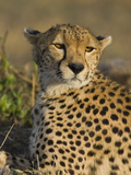 Cheetah (Acinonyx Jubatus) Adult Female Portrait, Maasai Mara Reserve, Kenya Lámina fotográfica por Suzi Eszterhas/Minden Pictures Cheetah (Acinonyx Jubatus) Adult Female Portrait, Maasai Mara Reserve, Kenya Lámina fotográfica por Suzi Eszterhas/Minden Pictures