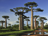 Grandidier's Baobab (Adansonia Grandidieri) Forest Near Morondava, Madagascar Fotografisk tryk af Thomas Marent/Minden Pictures Grandidier's Baobab (Adansonia Grandidieri) Forest Near Morondava, Madagascar Fotografisk tryk af Thomas Marent/Minden Pictures