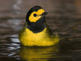 Hooded Warbler (Wilsonia Citrina) Male Bathing, Rio Grande Valley, Texas Impressão fotográfica por Tom Vezo/Minden Pictures Hooded Warbler (Wilsonia Citrina) Male Bathing, Rio Grande Valley, Texas Impressão fotográfica por Tom Vezo/Minden Pictures