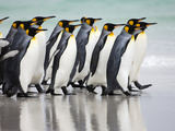 King Penguin (Aptenodytes Patagonicus), Volunteer Point, East Falkland Island, Falkland Islands Lámina fotográfica por Luciano Candisani/Minden Pictures King Penguin (Aptenodytes Patagonicus), Volunteer Point, East Falkland Island, Falkland Islands Lámina fotográfica por Luciano Candisani/Minden Pictures
