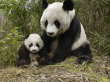 Giant Panda (Ailuropoda Melanoleuca) Mother and Her Cub, Wolong Nature Reserve, China Photographic Print by Katherine Feng