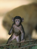 Barbary Macaque (Macaca Sylvanus) Infant, Morocco Photographic Print by Cyril Ruoso