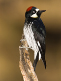 Acorn Woodpecker (Melanerpes Formicivorus) Female, Madera Canyon, Arizona Photographic Print by Tom Vezo/Minden Pictures