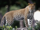 Leopard (Panthera Pardus) Female,, Moremi Wildlife Reserve, Botswana Photographic Print by Gerry Ellis