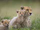 Cheetah (Acinonyx Jubatus) Mother and Eight to Nine Week Old Cubs, Maasai Mara Reserve, Kenya Photographic Print by Suzi Eszterhas/Minden Pictures