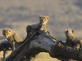 Cheetah (Acinonyx Jubatus) Six to Eight Week Old Cubs, Maasai Mara Reserve, Kenya Lámina fotográfica por Suzi Eszterhas/Minden Pictures Cheetah (Acinonyx Jubatus) Six to Eight Week Old Cubs, Maasai Mara Reserve, Kenya Lámina fotográfica por Suzi Eszterhas/Minden Pictures