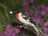 Rose-Breasted Grosbeak (Pheucticus Ludovicianus) Male, Rio Grande Valley, Texas Impressão fotográfica por Tom Vezo/Minden Pictures Rose-Breasted Grosbeak (Pheucticus Ludovicianus) Male, Rio Grande Valley, Texas Impressão fotográfica por Tom Vezo/Minden Pictures