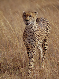 Cheetah (Acinonyx Jubatus), Walking on Savannah, Masai Mara National Reserve, Kenya Photographic Print by Gerry Ellis