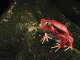 Tomato Frog (Dyscophus Antongilii), Rare, Only Found in the Town of Maroantsetra, Madagascar Photographie par Thomas Marent/Minden Pictures