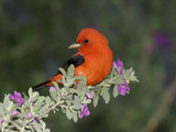 Scarlet Tanager (Piranga Olivacea) Male, Rio Grande Valley, Texas Fotografie-Druck von Tom Vezo/Minden Pictures