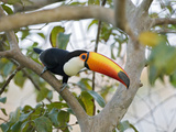 Toco Toucan (Ramphastos Toco), Pantanal, Brazil Photographie par Suzi Eszterhas/Minden Pictures
