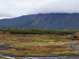 Brown Bear (Ursus Arctos) Pair in Meadow, Kamchatka, Russia Photographic Print by Sergey Gorshkov/Minden Pictures
