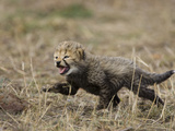 Cheetah (Acinonyx Jubatus) Cub Calls to its Mother, Maasai Mara Reserve, Kenya Photographic Print by Suzi Eszterhas/Minden Pictures