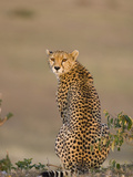 Cheetah (Acinonyx Jubatus) Female, Maasai Mara Reserve, Kenya Photographie par Suzi Eszterhas/Minden Pictures