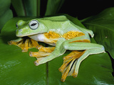 Reinwardt's Flying Frog (Rhacophorus Reinwardtii) Showing Webbed Feet, Asia Fotografie-Druck von Michael and Patricia Fogden/Minden Pictures