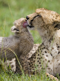 Cheetah (Acinonyx Jubatus) Mother Grooming Eight Week Old Cub, Maasai Mara Reserve, Kenya Photographic Print by Suzi Eszterhas/Minden Pictures