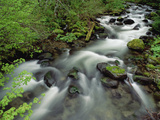 Spring Vine Maple Leaves over Still Creek, Mt Hood National Forest, Oregon Photographic Print by Gerry Ellis