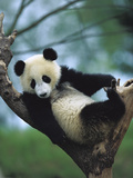 Giant Panda (Ailuropoda Melanoleuca) Endangered, One Year Old Cub in a Tree Photographic Print by Cyril Ruoso