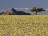 Gravel Plains after Spring Rains, Namib Desert, Namibia. Sequence 2 of 2 Fotografie-Druck von Michael and Patricia Fogden/Minden Pictures