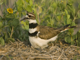 Killdeer (Charadrius Vociferus) Incubating Eggs on Nest Amid Vegetation, North America Photographic Print by Tom Vezo/Minden Pictures