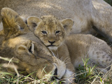 African Lion (Panthera Leo) Mother Resting with Cub, Vulnerable, Masai Mara Nat'l Reserve, Kenya Fotografisk tryk af Suzi Eszterhas/Minden Pictures African Lion (Panthera Leo) Mother Resting with Cub, Vulnerable, Masai Mara Nat'l Reserve, Kenya Fotografisk tryk af Suzi Eszterhas/Minden Pictures