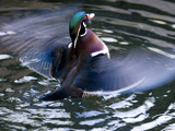 Wood Duck (Aix Sponsa) Flapping Wings in Water, North America Photographic Print by Tom Vezo/Minden Pictures