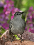 Gray Catbird (Dumetella Carolinensis) Rio Grande Valley, Texas Fotografie-Druck von Tom Vezo/Minden Pictures